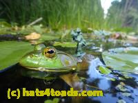 /home//u458753944/public_html/sourcegallery//Frogs/Bullfrogs 2016-08 Ontario/P8081383.JPG
